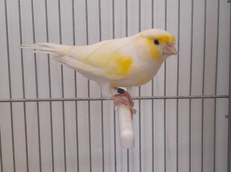 Varios canários para venda.