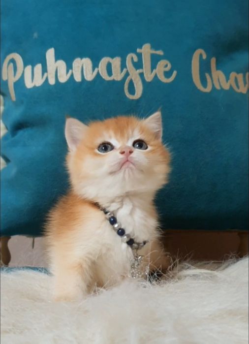 Британська золота шиншила ny12