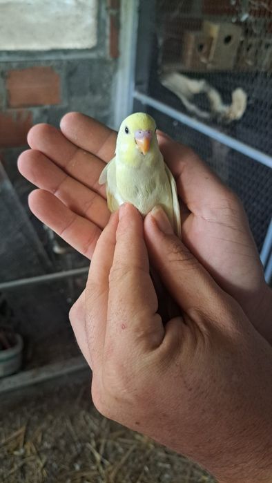 Piriquitos para vender