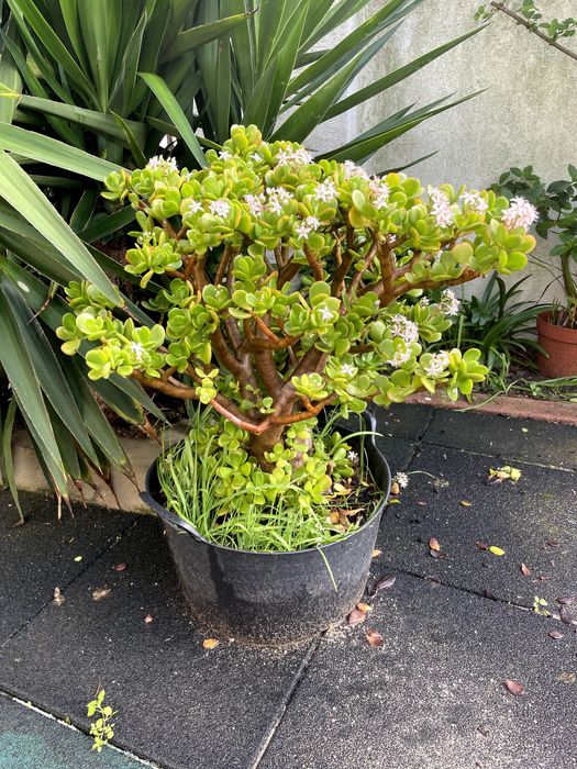Suculenta Echeveria