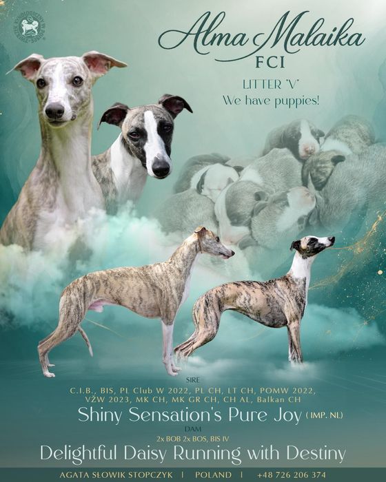 Whippet chłopiec