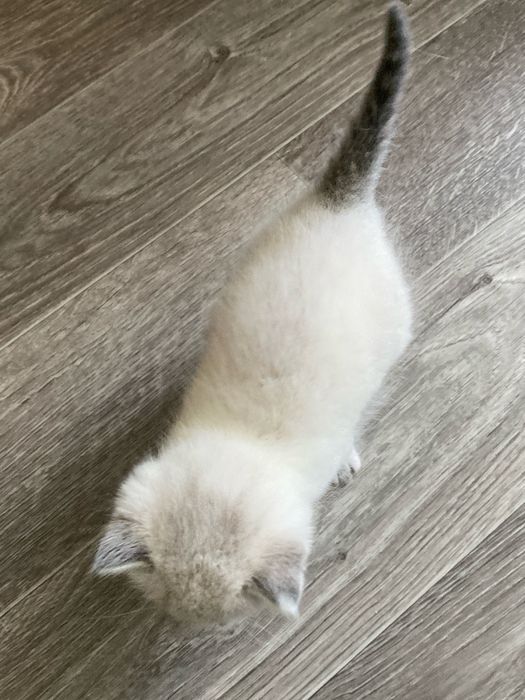 Кошенята шукають дім