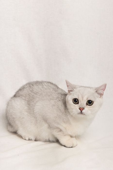 Кошення британська срібна короткошерста шиншила