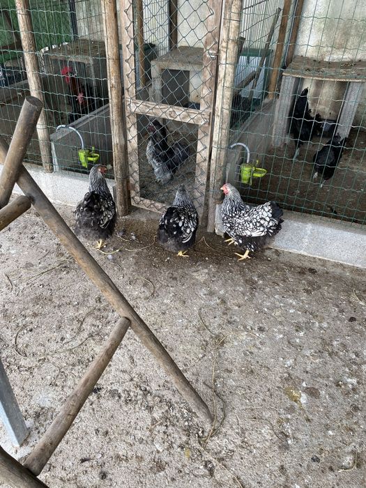 Ovos de Galinhas Whandote Prata