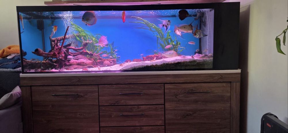 Akwarium 720 l z rybami