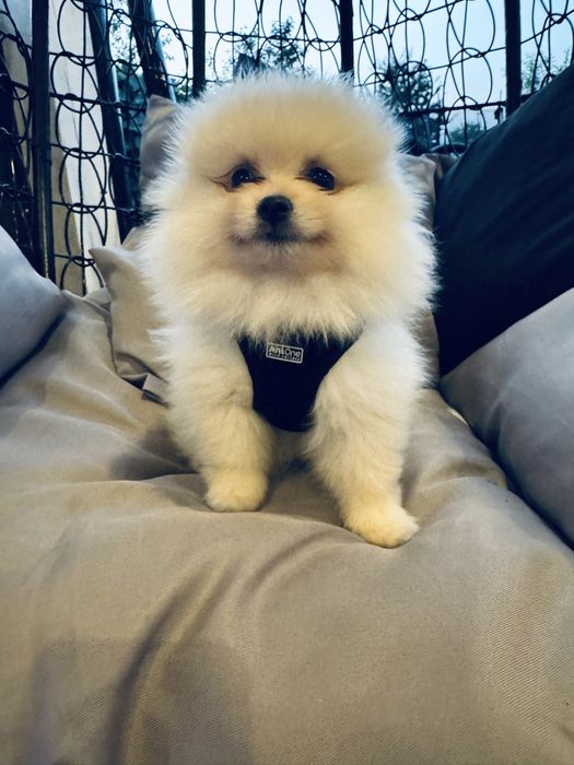 piesek mini pomeranian mis