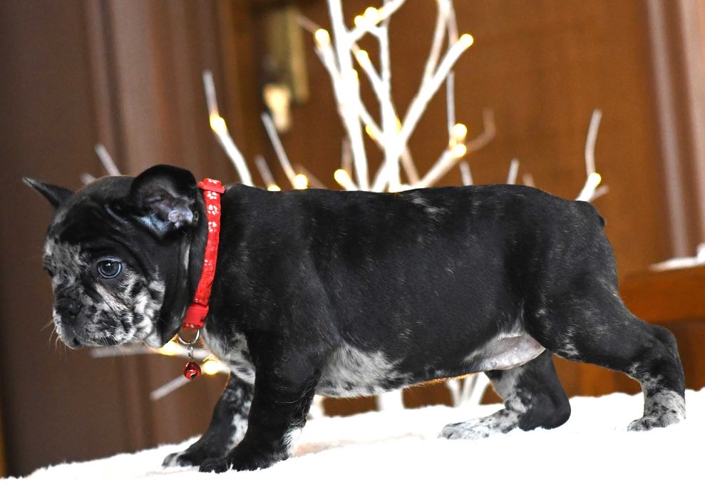Buldog francuski sunia LENA