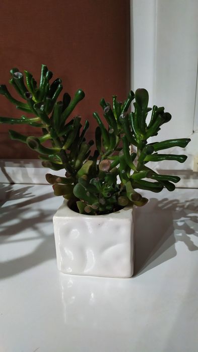 Кактусы и суккуленты