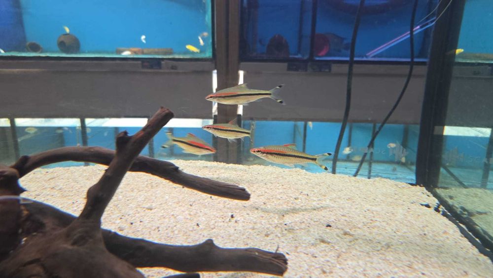 Barbo torpedo red line\ puntius  denisoni 8-10cm