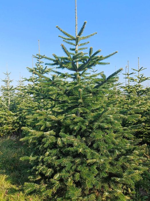 Choinki -  Świerk, jodła