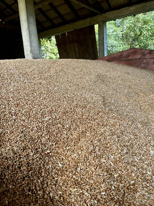 Pszenica  od rolnika z niekłonic