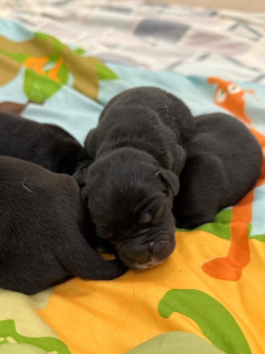 Шикарні малюки Кане корсо