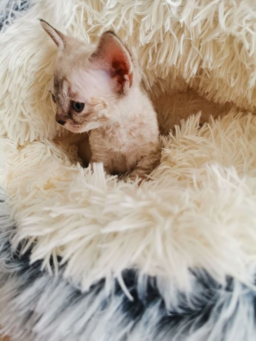 Kocurek Devon Rex