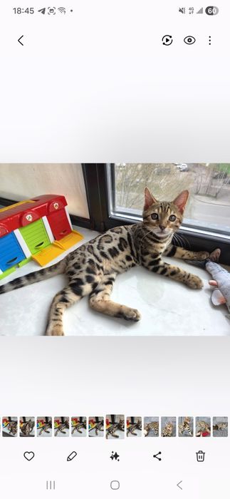 Бенгальське кошеня