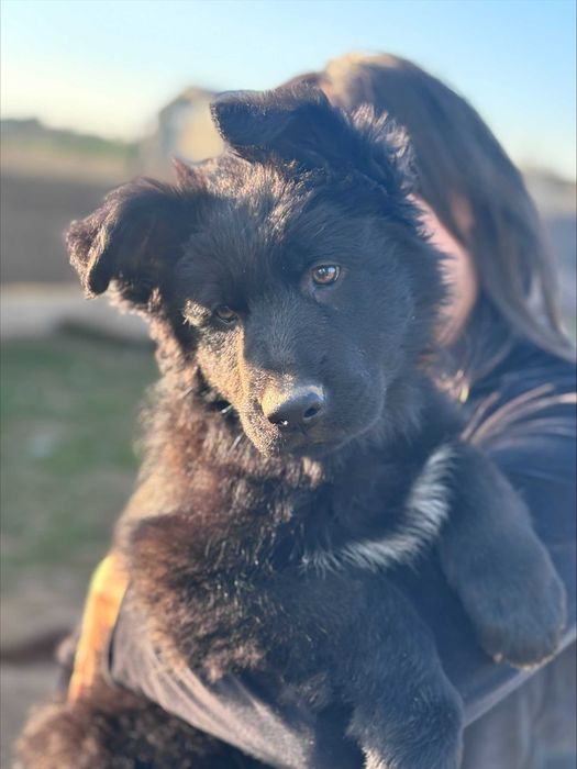 River Wolf,s owczarek staroniemiecki