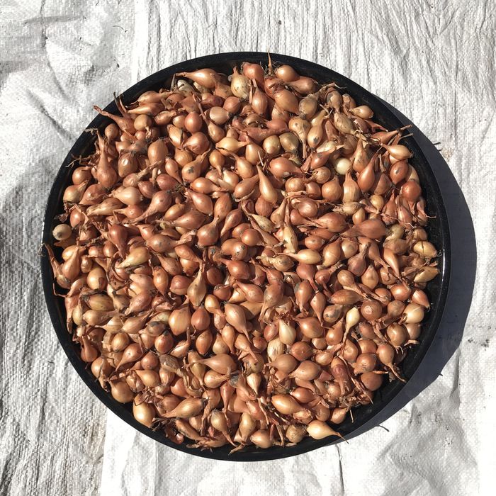 Лук севок   (тиканка, арпажик, димка)