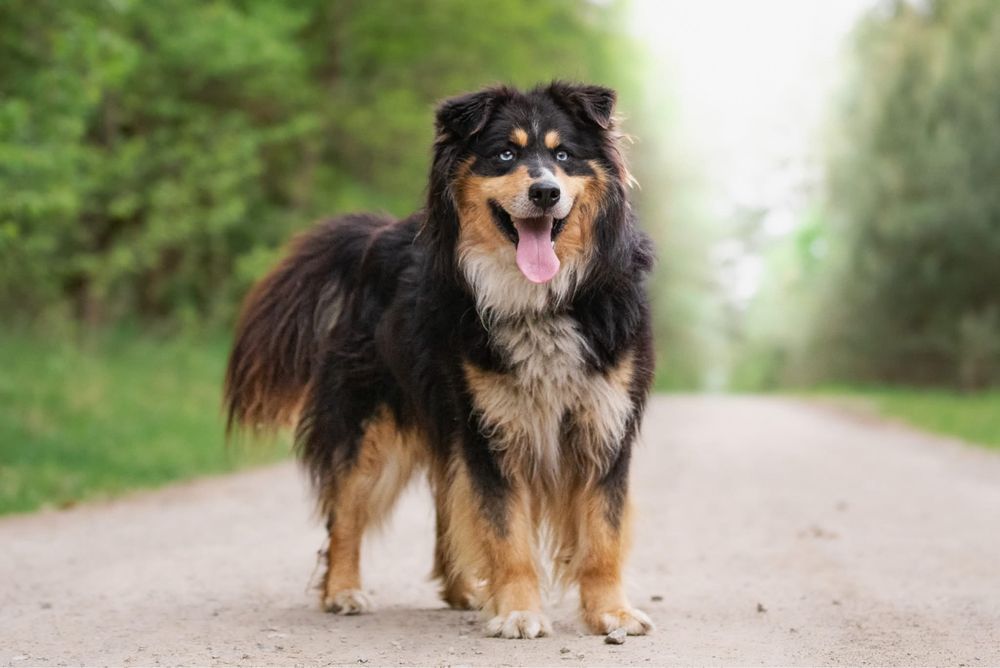 Zdecydowany duży puchaty niebieskooki Melex do adopcji