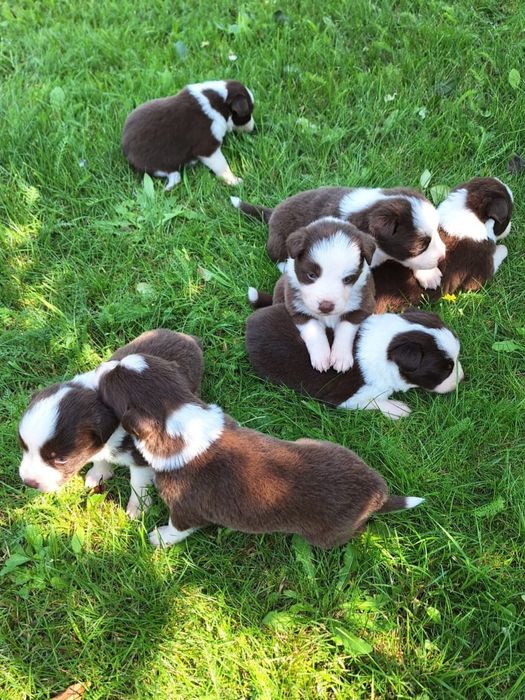 Border Collie dziewczynka Czekoladowo-Biała