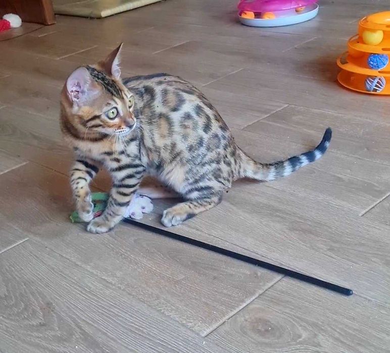 Бенгальська киця