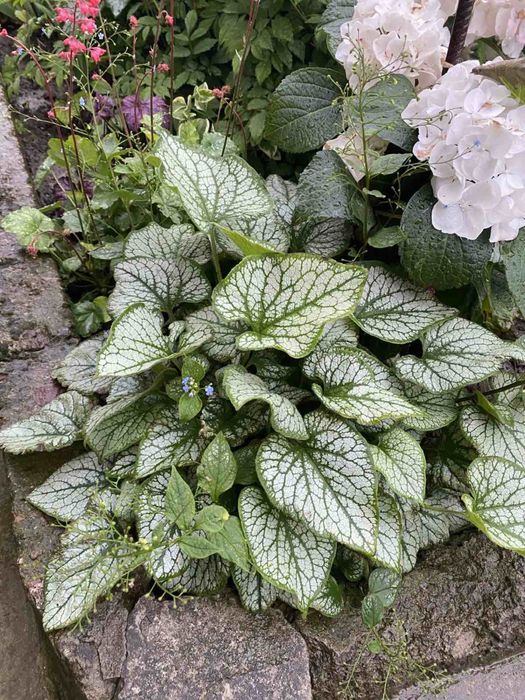 Брунера, бересклет, райс, осока