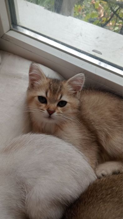 Кошенята золотиста шиншила та серебриста шиншилка