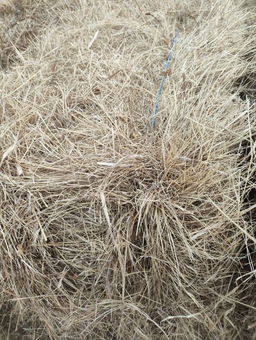 Сіно лугове в тюках