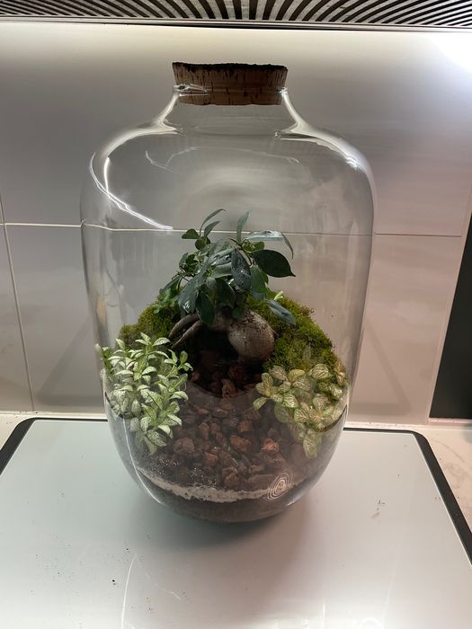 Terrario vidrio plantas naturaes