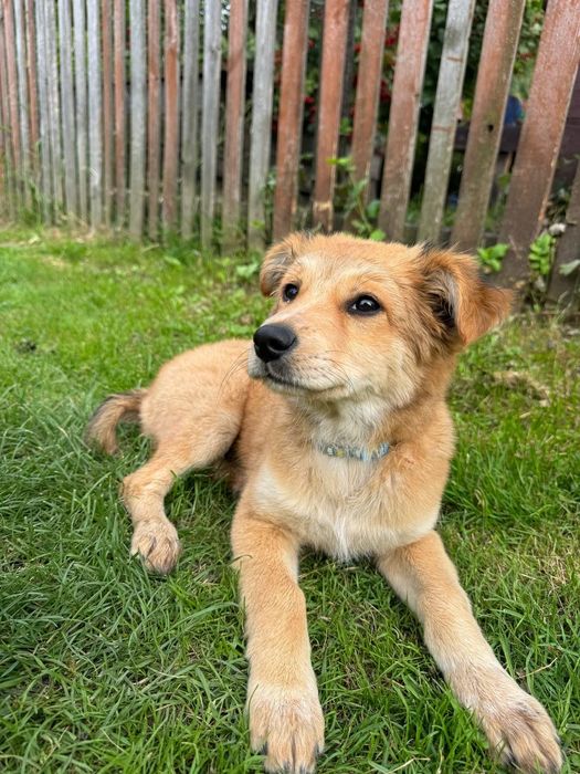 Кортни 4,5 м стерилизована