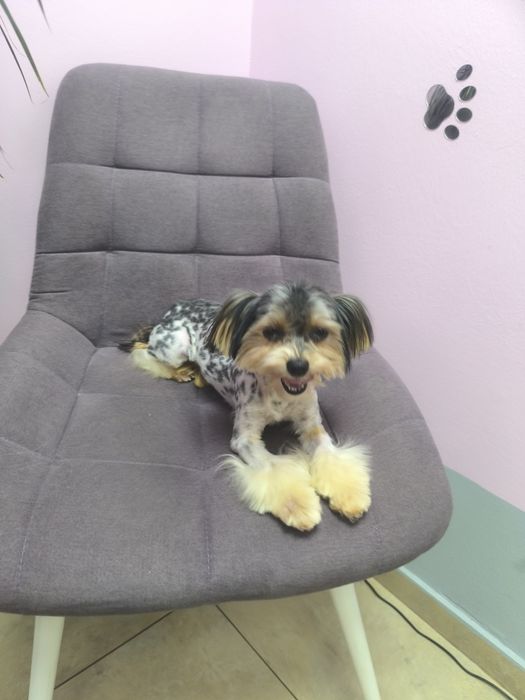 Бівер Йорк. Розформовую  розплідник.