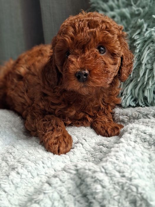 Maltipoo F1b Pudel i Maltipoo -
