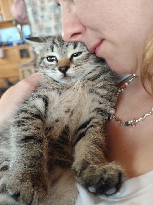 Кошеня в добрі руки