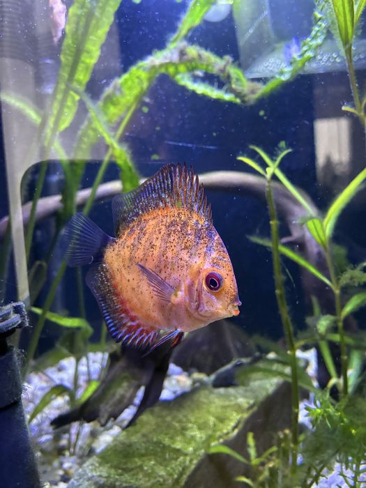 Paletki 3 sztuki z pokarmem.