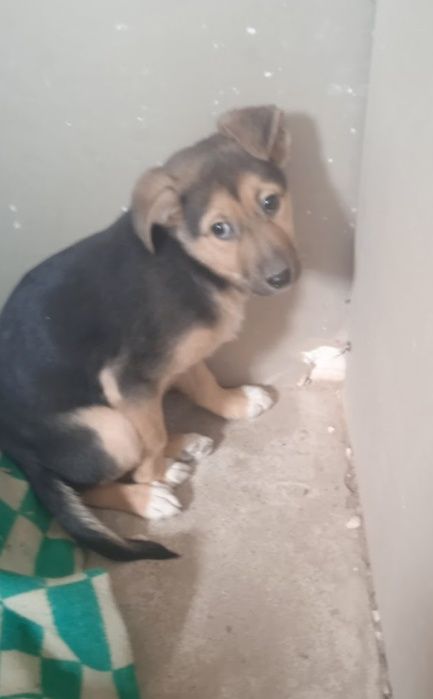 Щенки в добрые руки