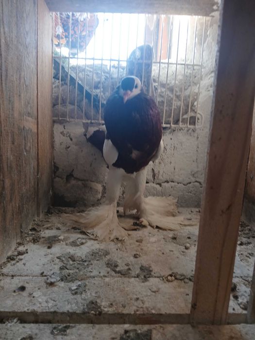 Garłacz czeski samiec