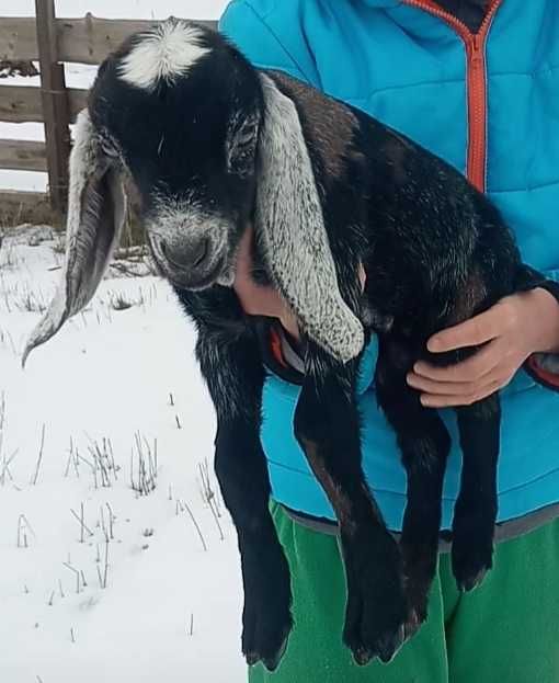 Англонубійські козенята, козлик, козочка