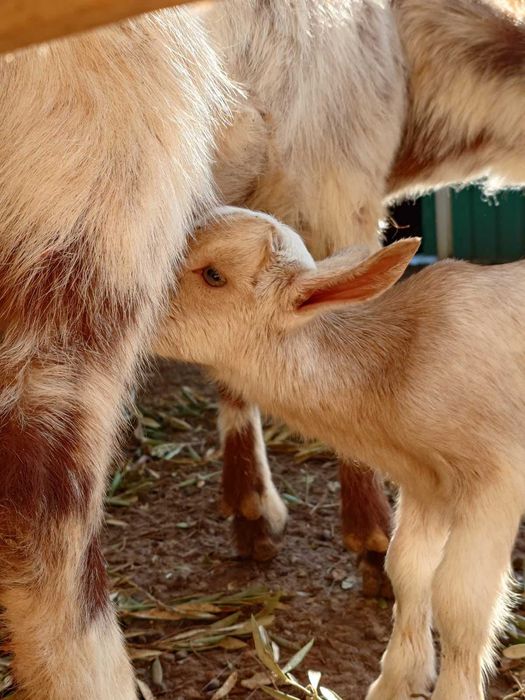 2 cabras em lactacao + 1 cabrito macho