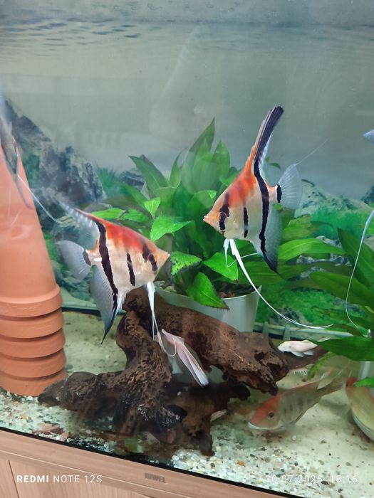 Młode skalary Manacapuru