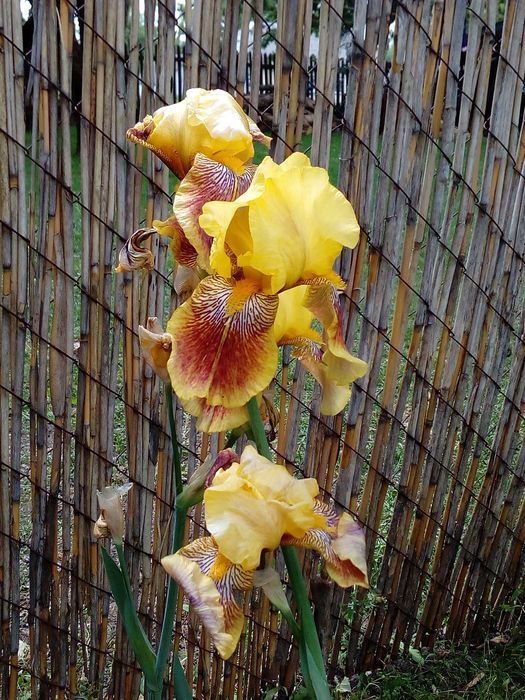 Іриси  .            .