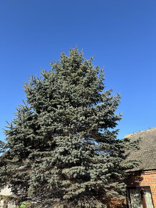 Świerk choinka świateczna okolo 8m