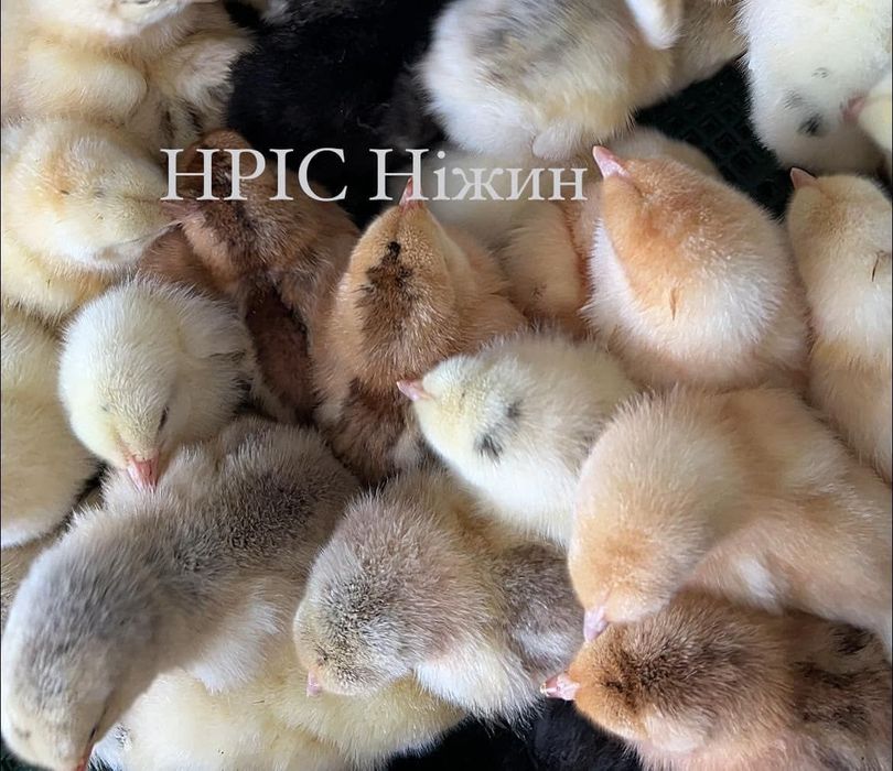 Іспанка голошия (є оптова доставка)