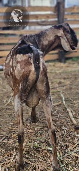 Англонубійський 100% цап для ваших кізок