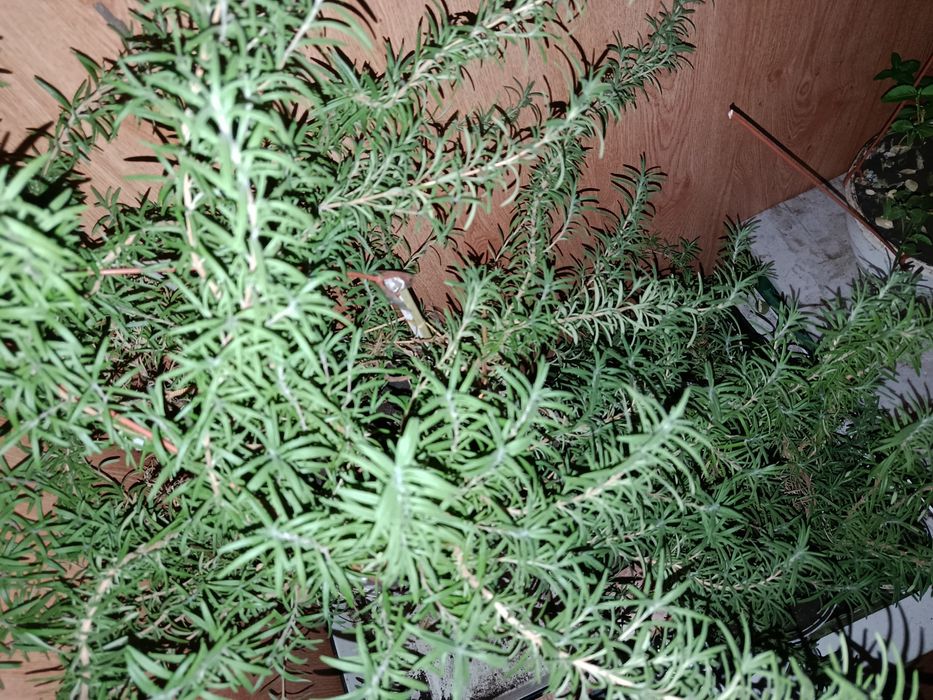 Розмарин ароматна рослина чудова спеція