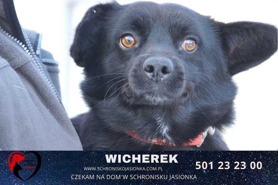 Wicherek do adopcji – Schronisko Jasionka