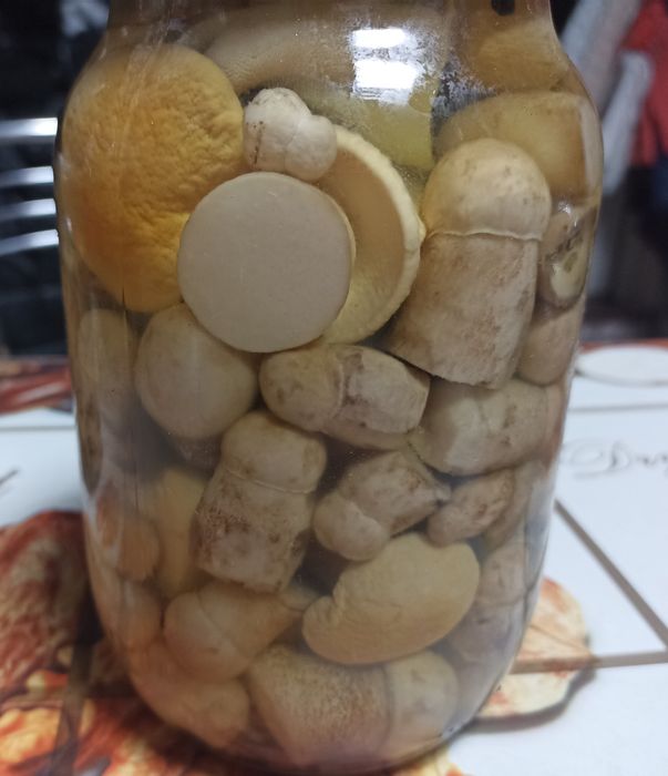 Продам різні види грибів