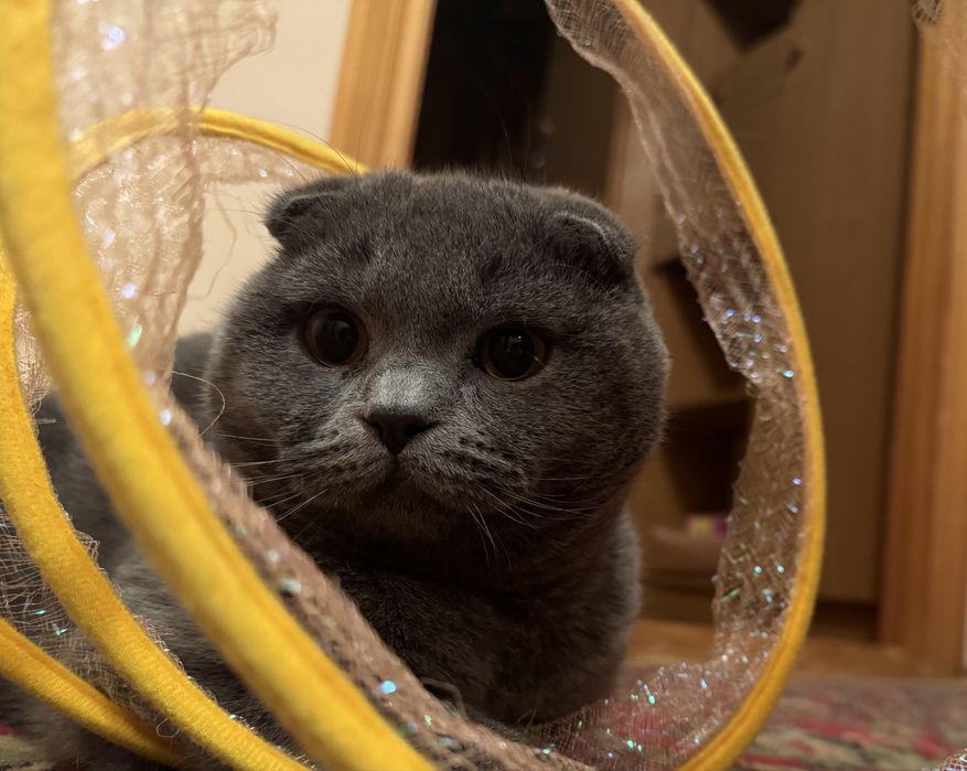 Віддам британського кота в хороші руки