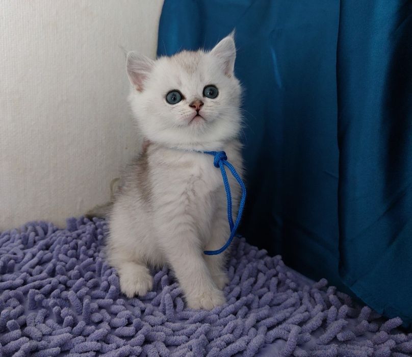 Серебристий шиншилла страйт