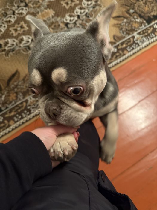 Французкий Бульдог