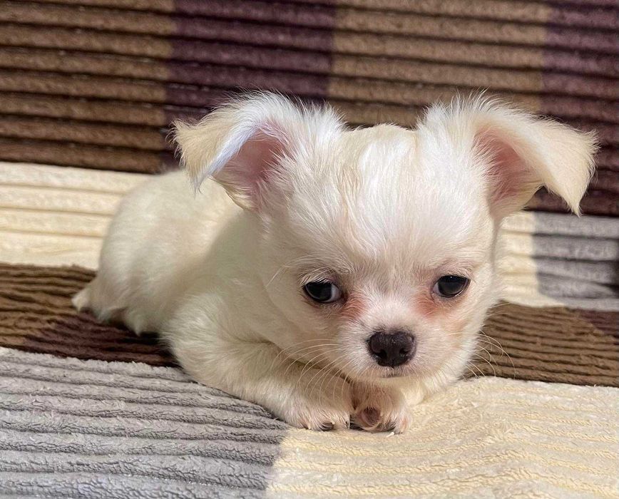 Замечательный мальчишка чишка