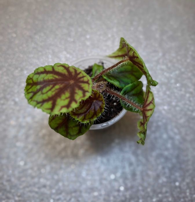 Бегонії рідкісні