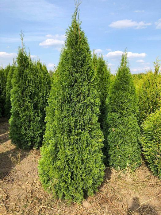 Tuja szmaragd, tuje od 80 do 250 cm!